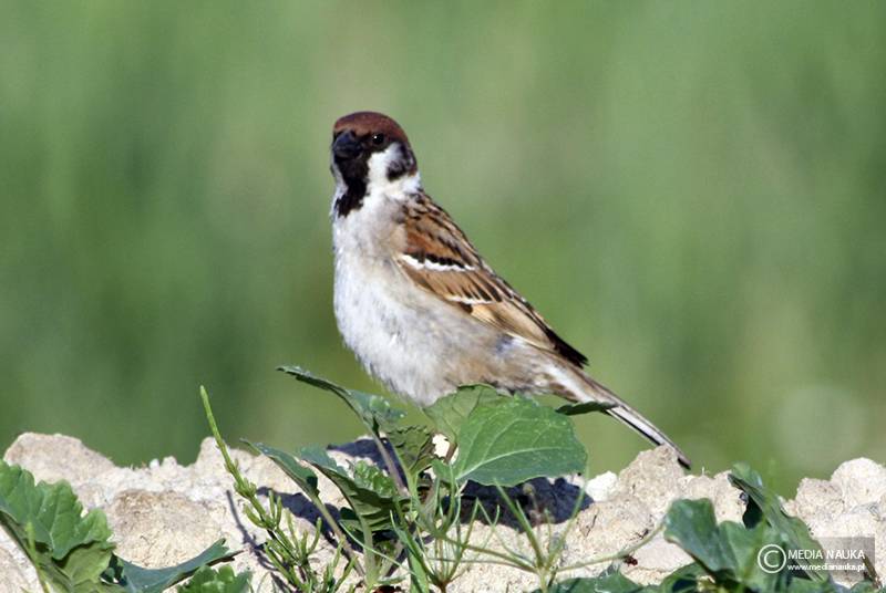 mazurek (Passer montanus)