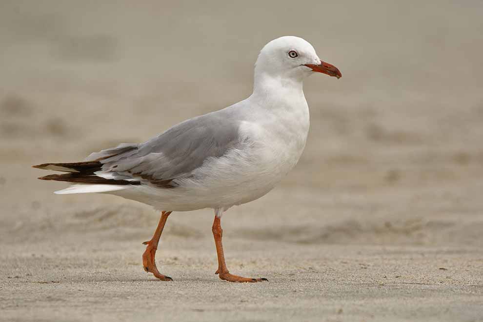 mewa czerwonodzioba (Chroicocephalus novaehollandiae)