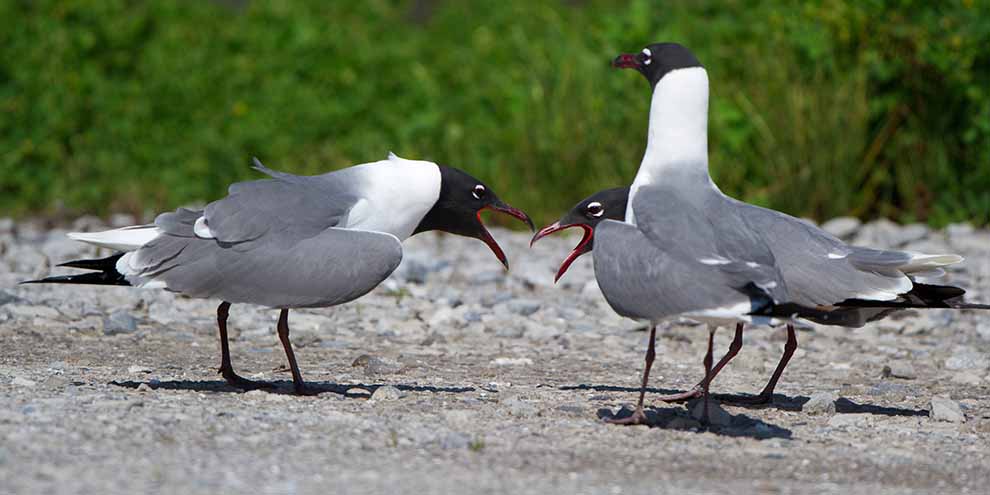 mewa preriowa (Leucophaeus pipixcan)