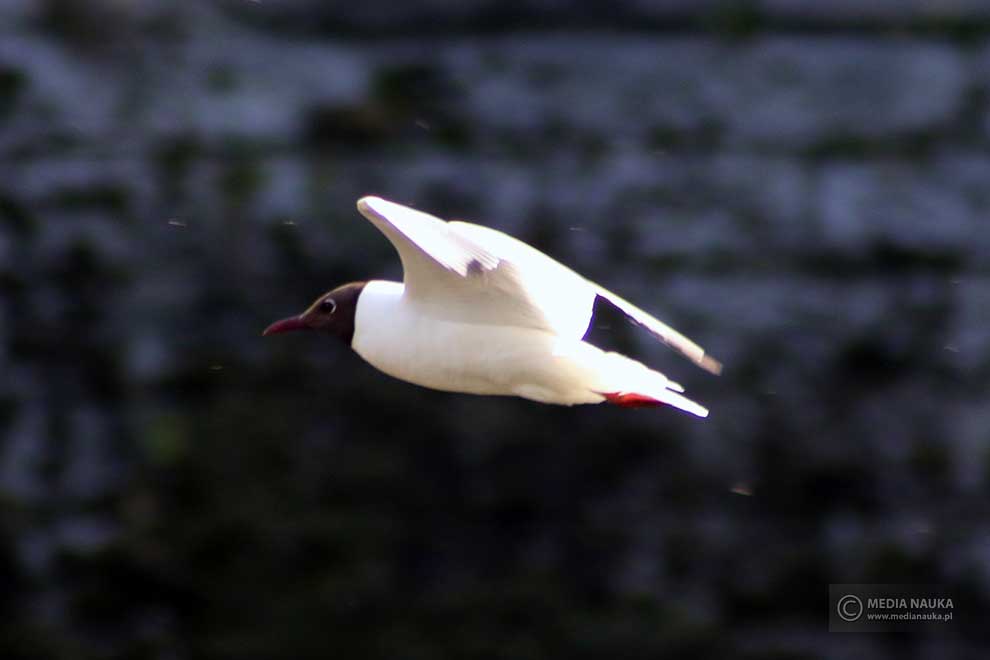 mewa śmieszka (Chroicocephalus ridibundus)