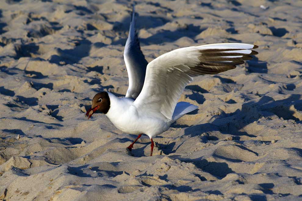 mewa śmieszka (Chroicocephalus ridibundus)