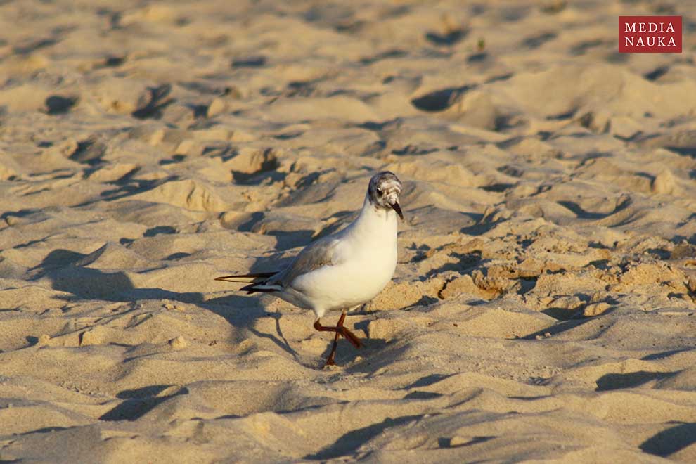 mewa śmieszka (Chroicocephalus ridibundus)