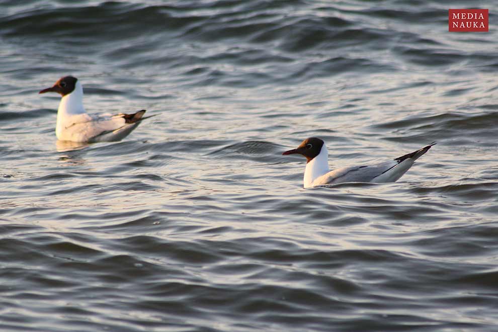 mewa śmieszka (Chroicocephalus ridibundus)