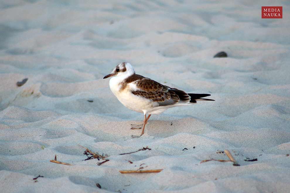 mewa śmieszka (Chroicocephalus ridibundus)