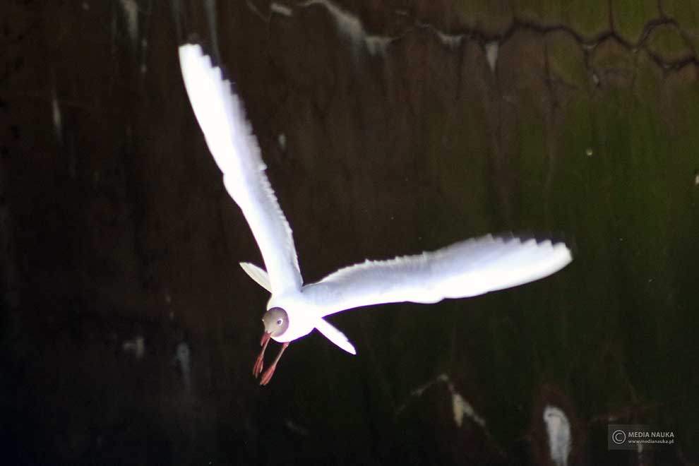 mewa śmieszka (Chroicocephalus ridibundus)