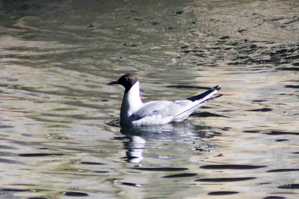 mewa śmieszka (Chroicocephalus ridibundus)