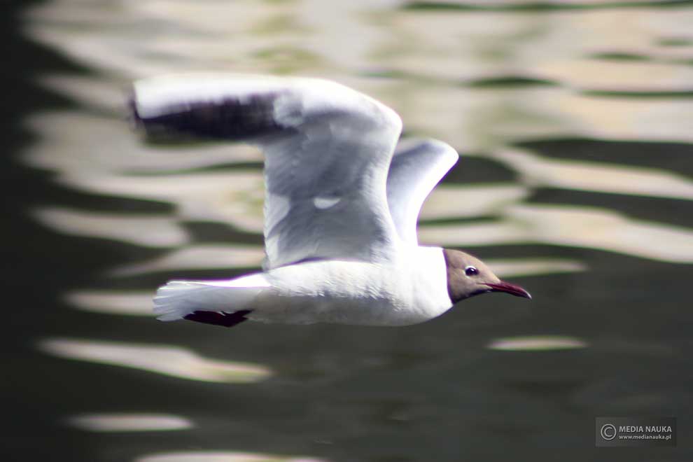 mewa śmieszka (Chroicocephalus ridibundus)