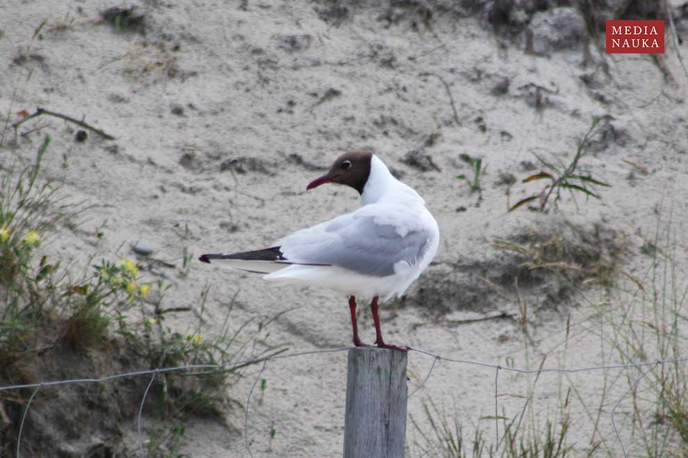 mewa śmieszka (Chroicocephalus ridibundus)