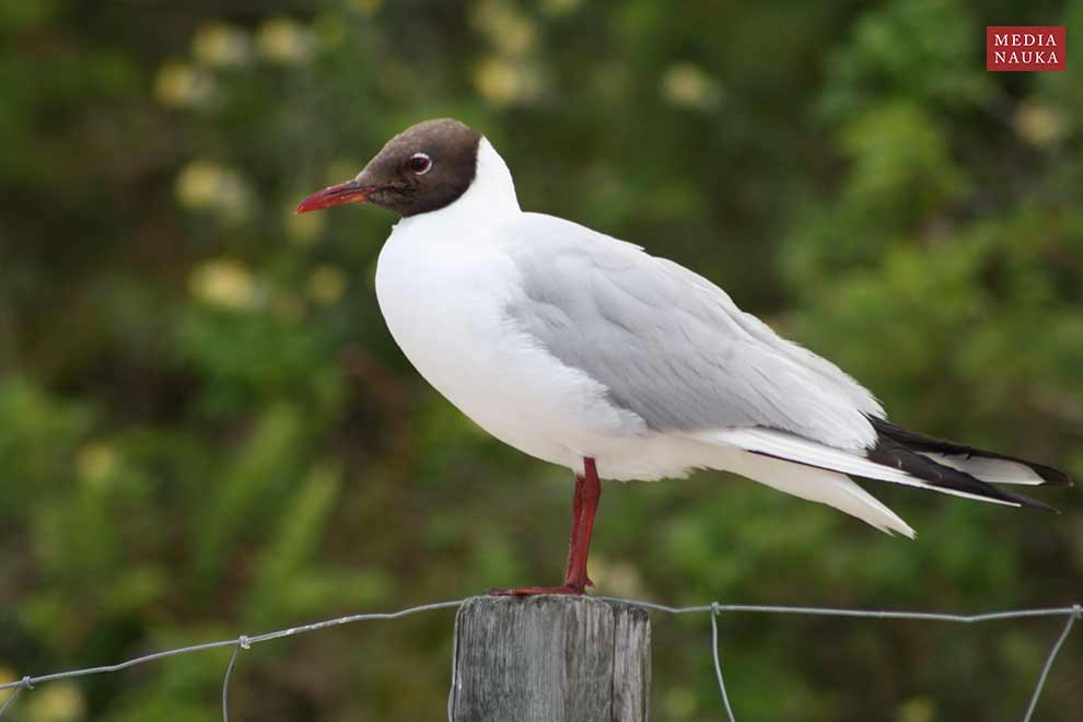 mewa śmieszka (Chroicocephalus ridibundus)