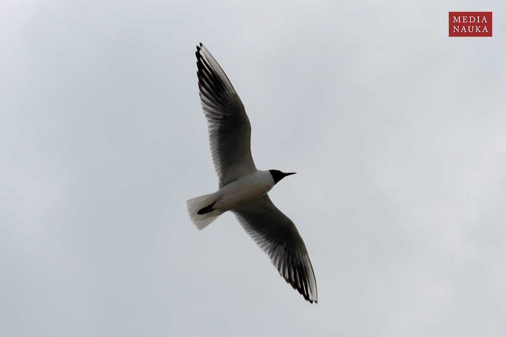 mewa śmieszka (Chroicocephalus ridibundus)