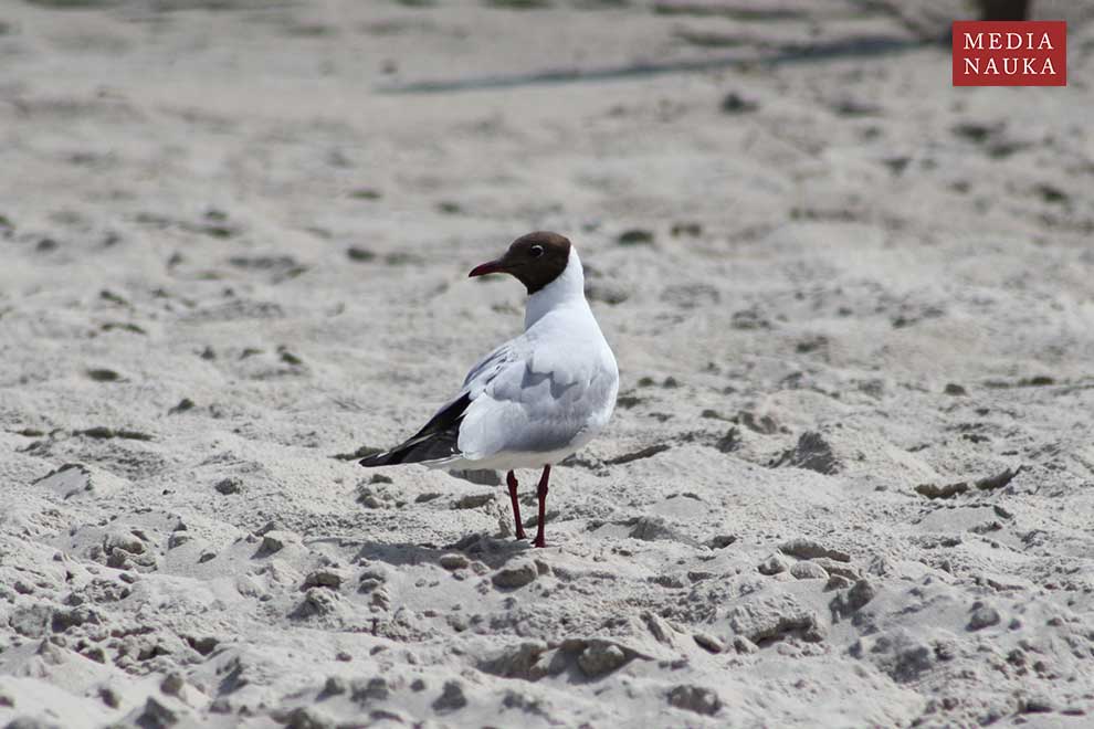 mewa śmieszka (Chroicocephalus ridibundus)