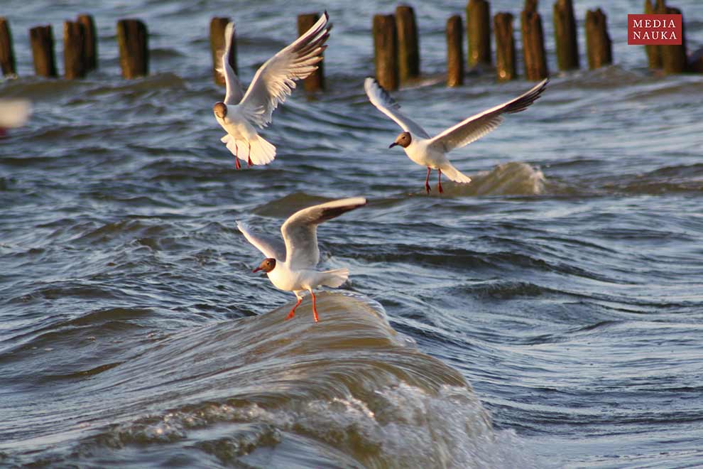 mewa śmieszka (Chroicocephalus ridibundus)