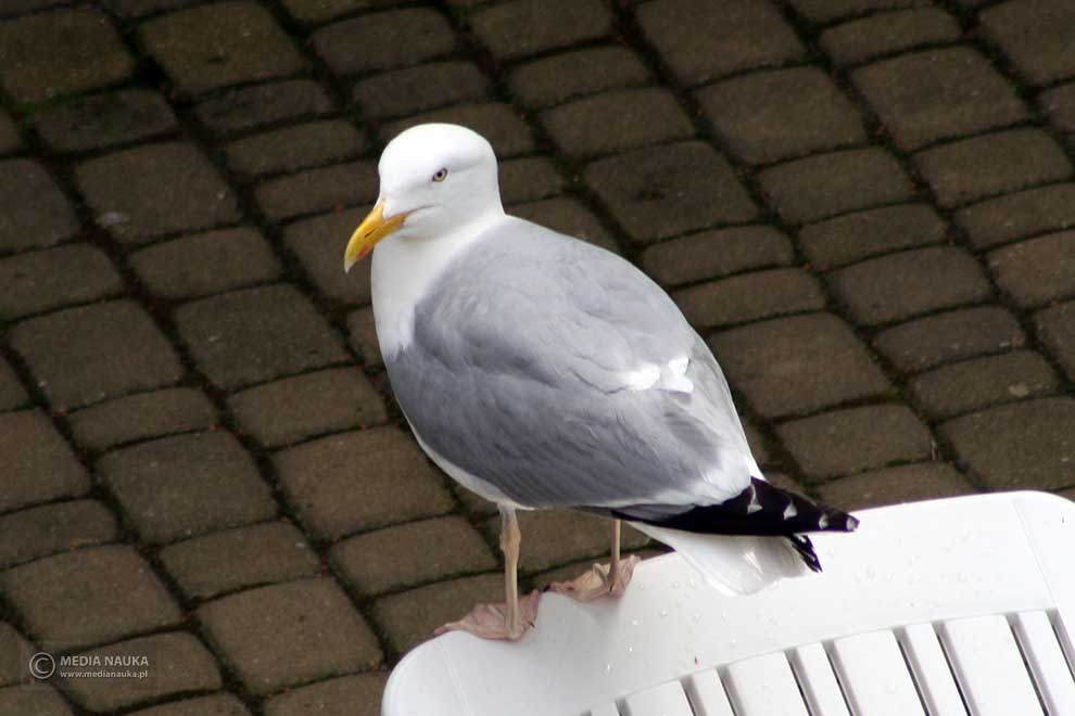 mewa srebrzysta (Larus argentatus)
