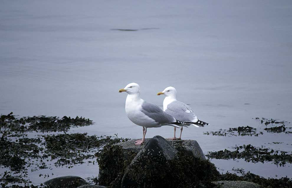 mewa srebrzysta (Larus argentatus)