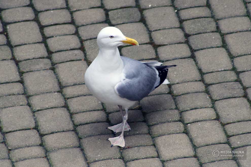 mewa srebrzysta (Larus argentatus)