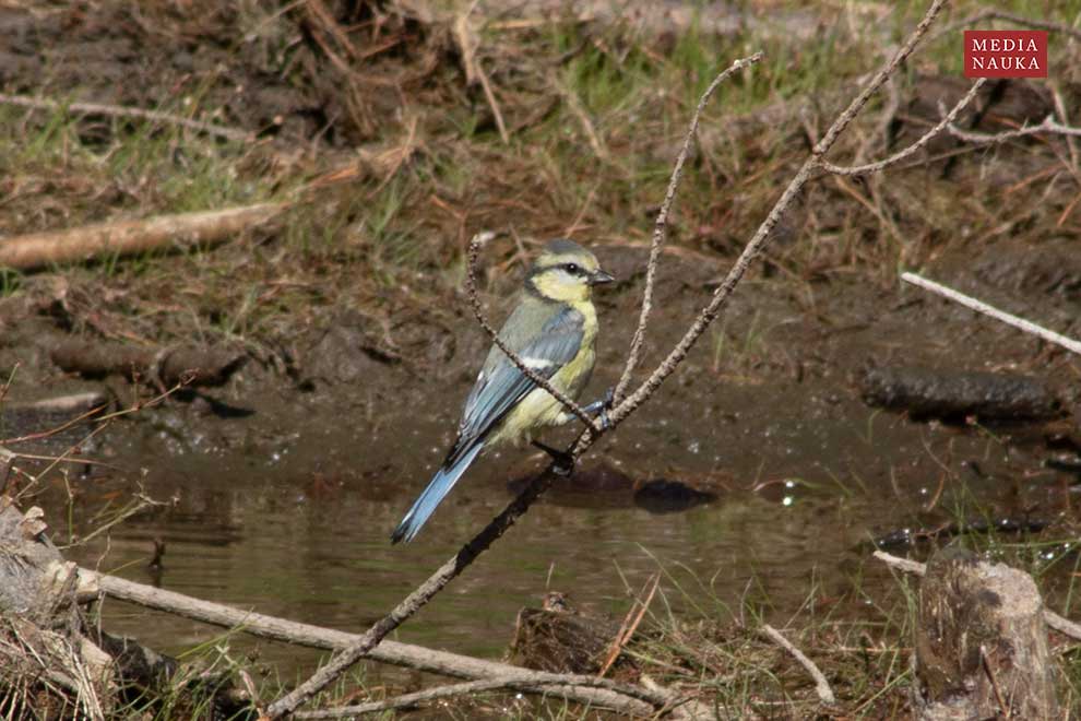 modraszka (zwyczajna) (Cyanistes caeruleus)