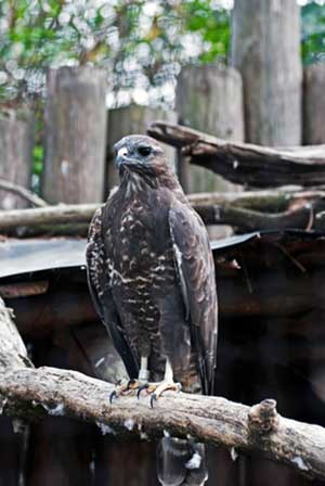myszołów (zwyczajny) (Buteo buteo)