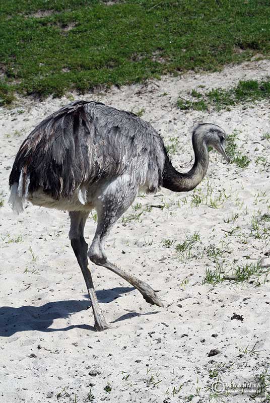nandu szare (Rhea americana)