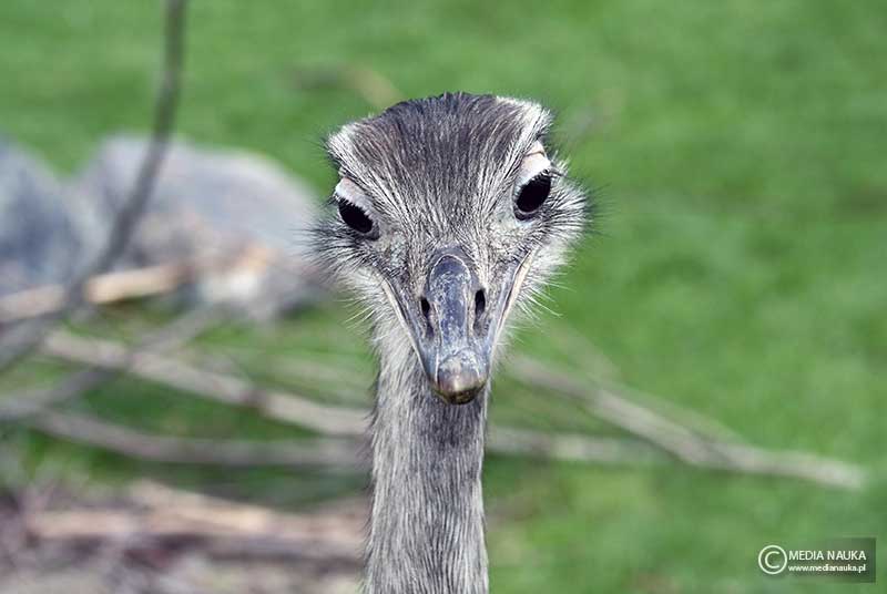 nandu szare (Rhea americana)