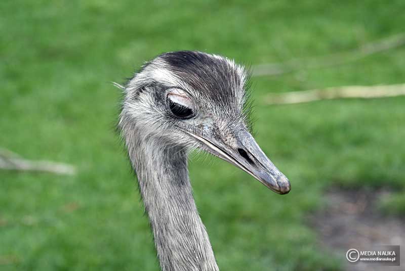 nandu szare (Rhea americana)
