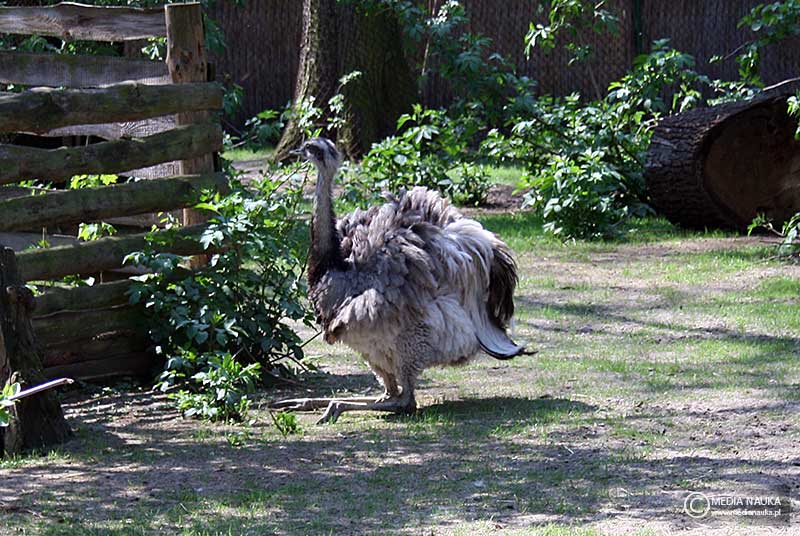 nandu szare (Rhea americana)