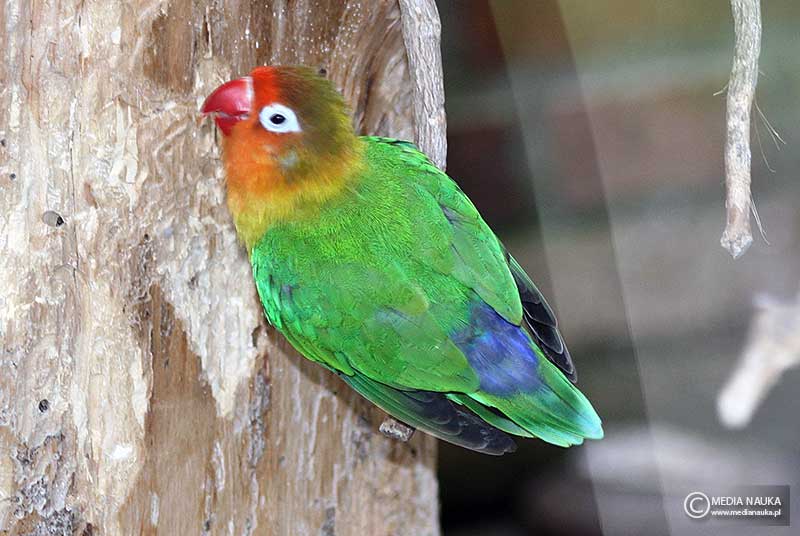 nierozłączka rudogłowa (Agapornis fischeri)