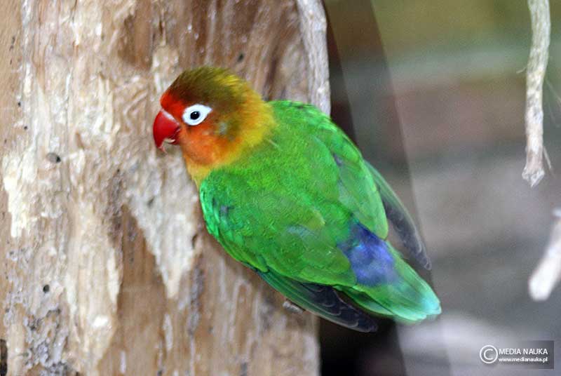 nierozłączka rudogłowa (Agapornis fischeri)