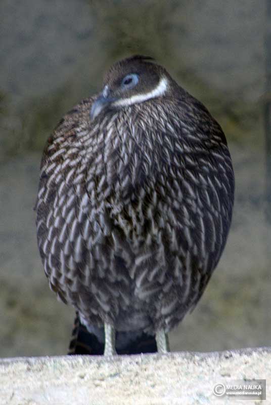 olśniak himalajski (Lophophorus impejanus)