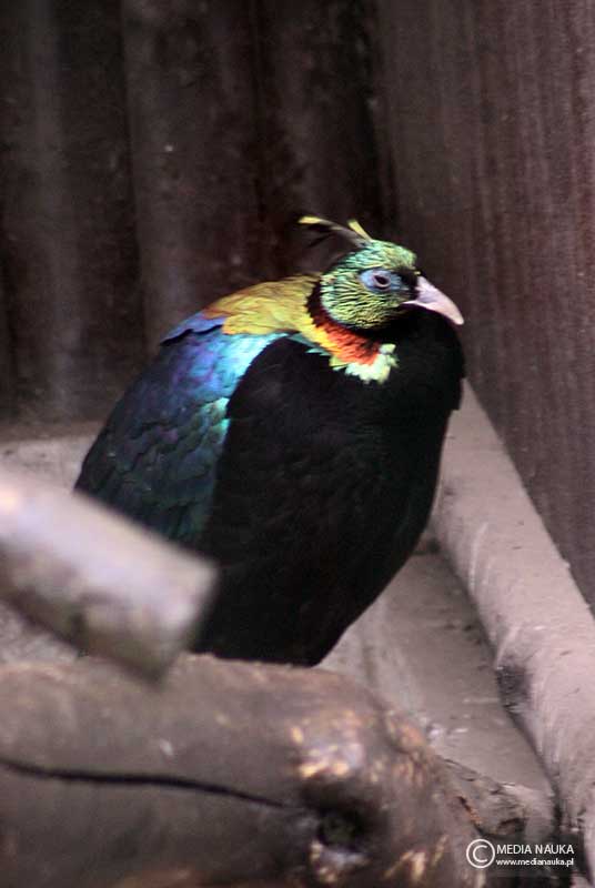 olśniak himalajski (Lophophorus impejanus)