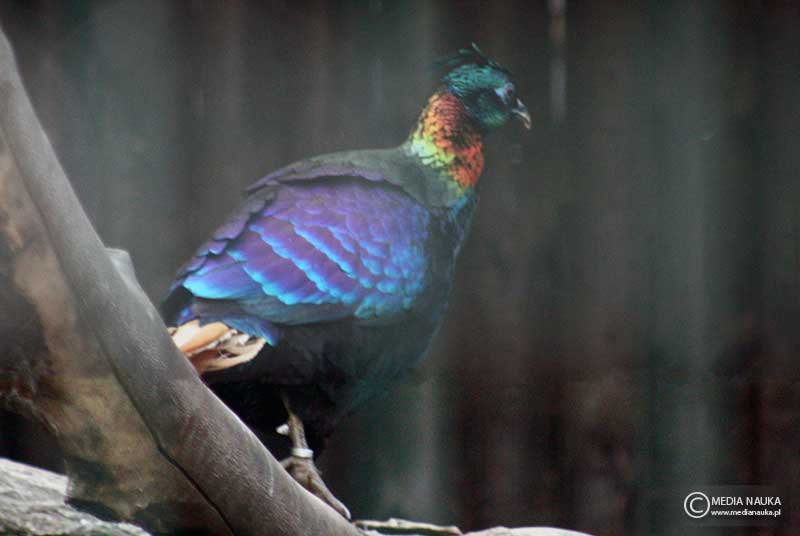 olśniak himalajski (Lophophorus impejanus)