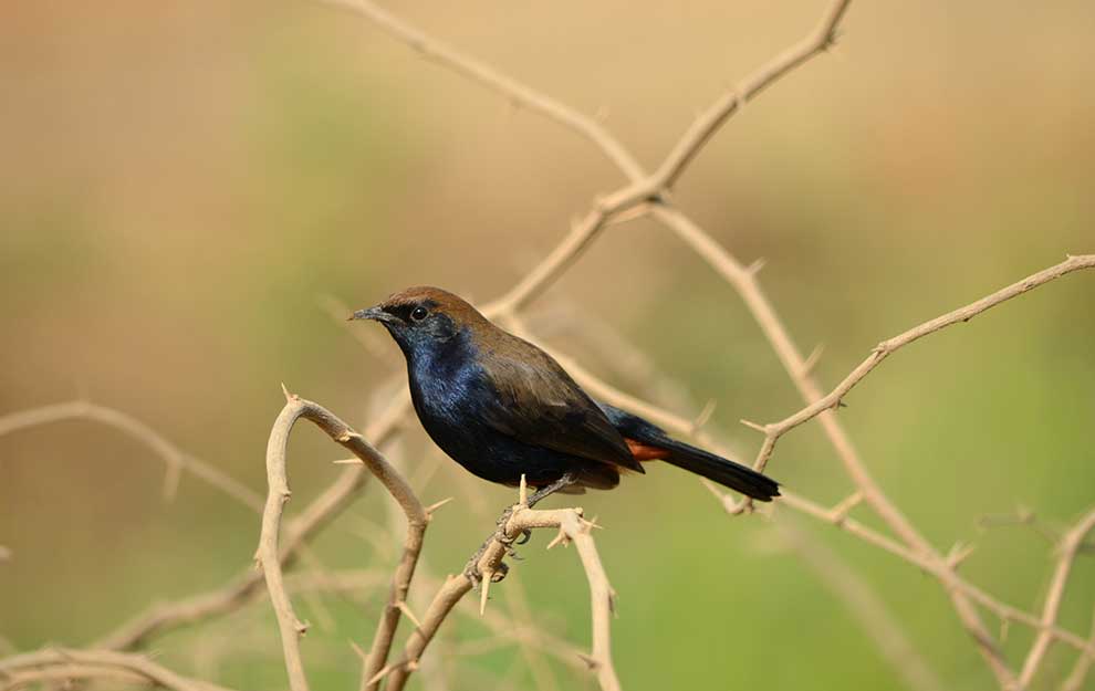 opocznik (Saxicoloides fulicatus)