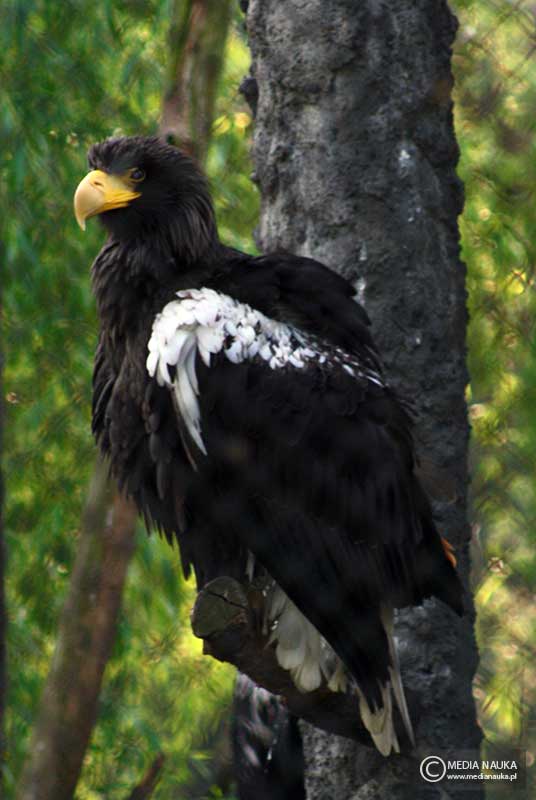 bielik olbrzymi (Haliaeetus pelagicus)