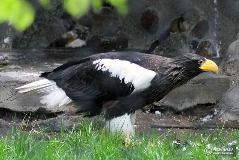bielik olbrzymi (Haliaeetus pelagicus)