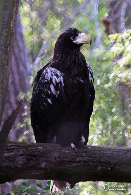 bielik olbrzymi (Haliaeetus pelagicus)