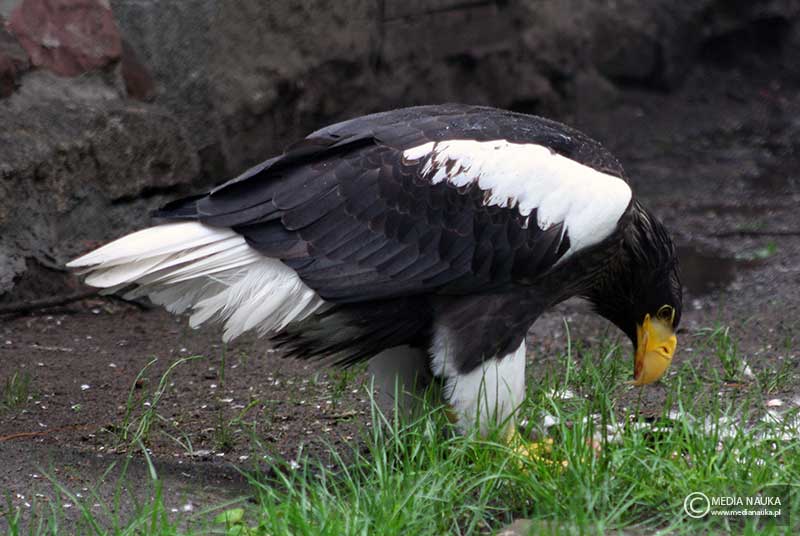 bielik olbrzymi (Haliaeetus pelagicus)