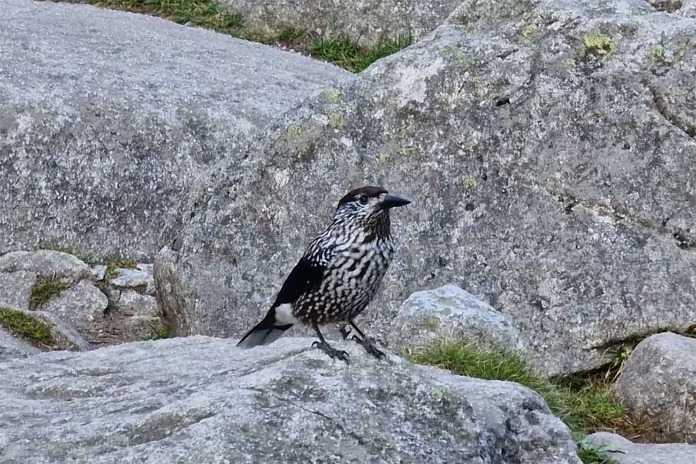 orzechówka (zwyczajna) (Nucifraga caryocatactes)