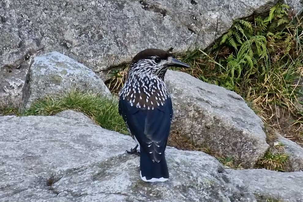 orzechówka (zwyczajna) (Nucifraga caryocatactes)