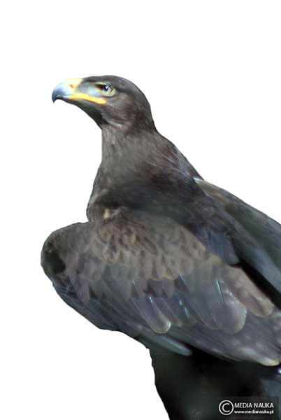 orzeł stepowy (Aquila nipalensis)