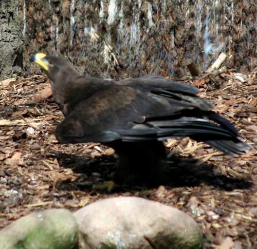 orzeł stepowy (Aquila nipalensis)