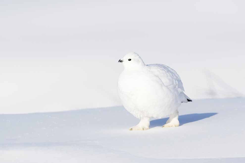 pardwa mszarna (Lagopus lagopus)