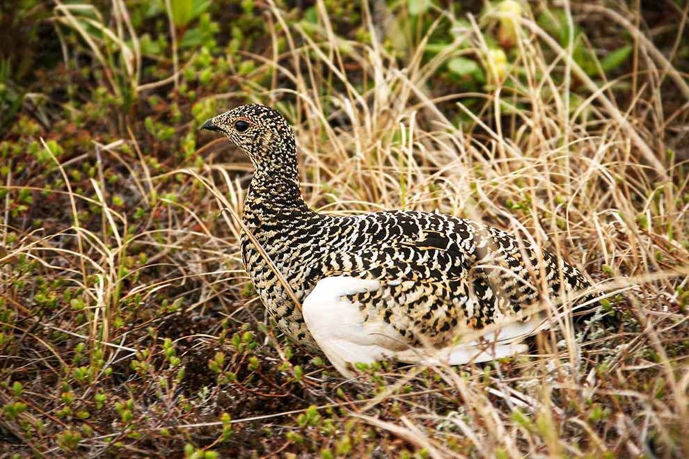 pardwa mszarna (Lagopus lagopus)