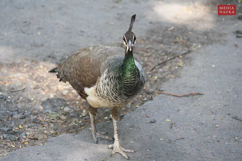 paw indyjski (Pavo cristatus)