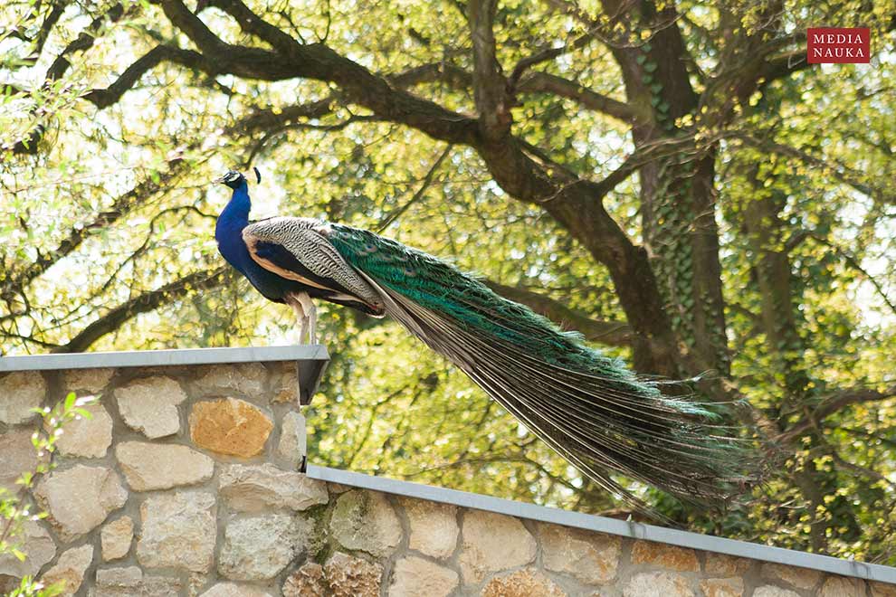paw indyjski (Pavo cristatus)