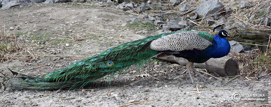 paw indyjski (Pavo cristatus)