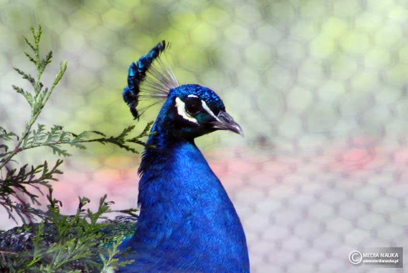 paw indyjski (Pavo cristatus)