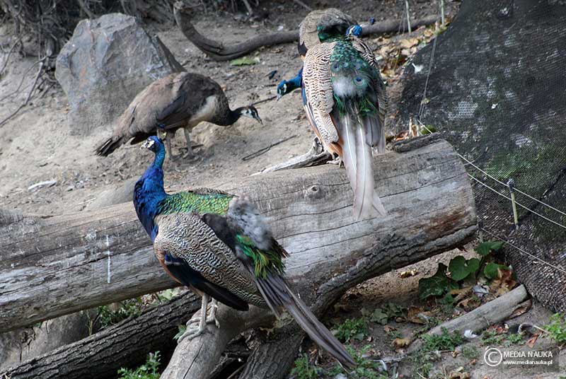 paw indyjski (Pavo cristatus)