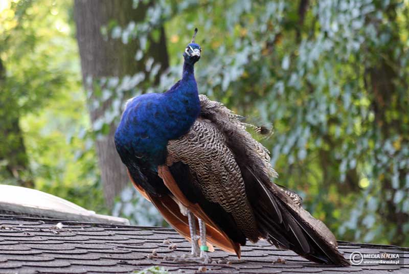 paw indyjski (Pavo cristatus)