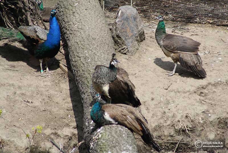 paw indyjski (Pavo cristatus)