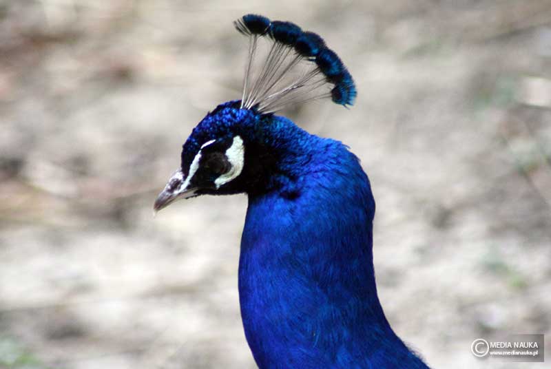 paw indyjski (Pavo cristatus)