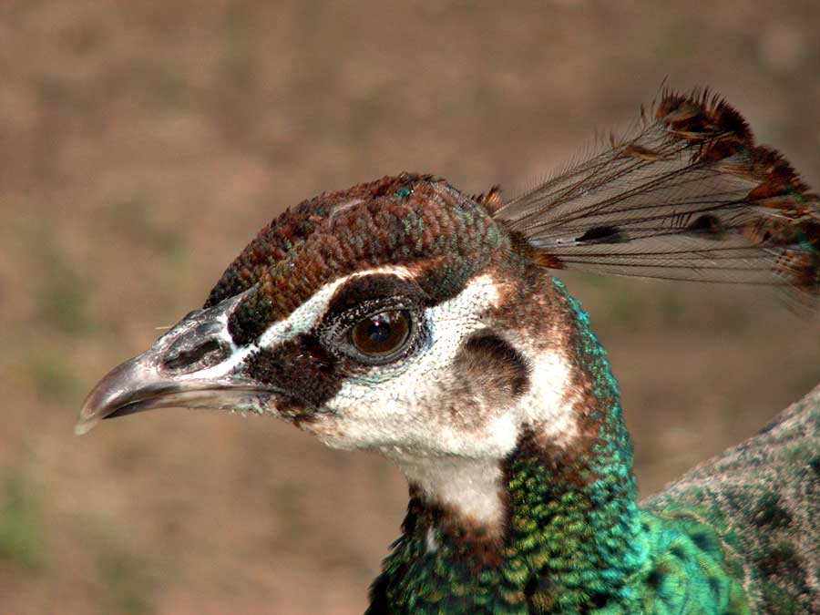 paw indyjski (Pavo cristatus)